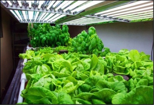 Aquaponics Growroom Lettuce